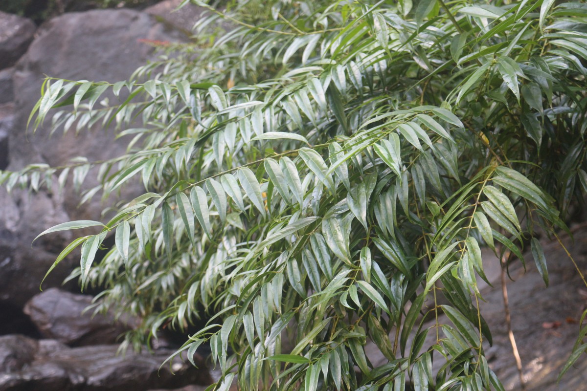 Hortonia angustifolia (Thwaites) Trimen